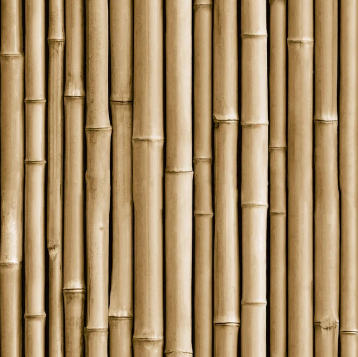10 ft Bamboo Poles (25 pcs/bundle) – Sukkah and Schach Center